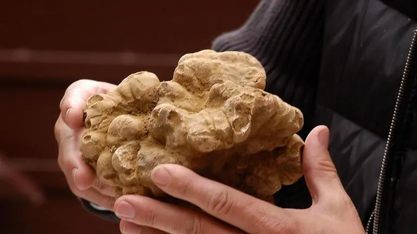 uno spettacolare esemplare di tartufo del peso di un chilo