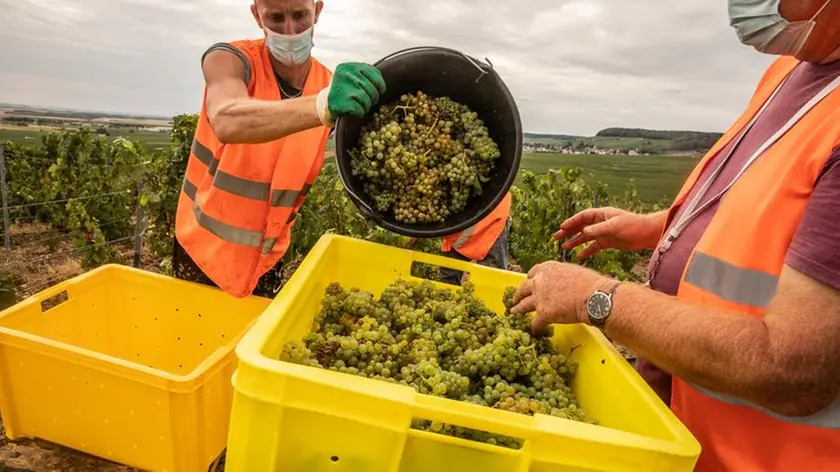 25/08/2020 Mareuil sur Ay, raccolta dell'uva a mano per nei vigneti dello Champagne Philipponnat