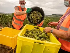 25/08/2020 Mareuil sur Ay, raccolta dell'uva a mano per nei vigneti dello Champagne Philipponnat