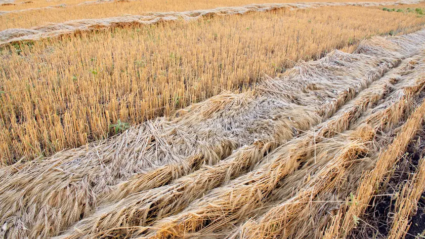 Rows of mown wheat with frost, Waskatenau, Alberta, Canada