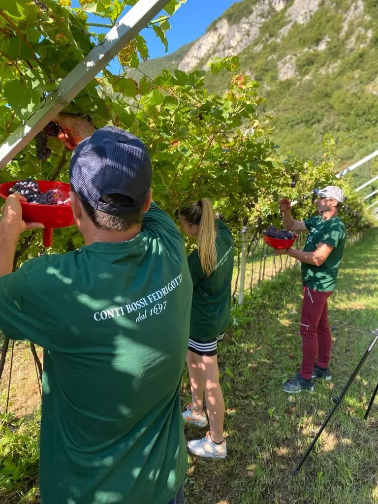 Trentino, vendemmia nelle tenute Conti Bossi Fedrigotti