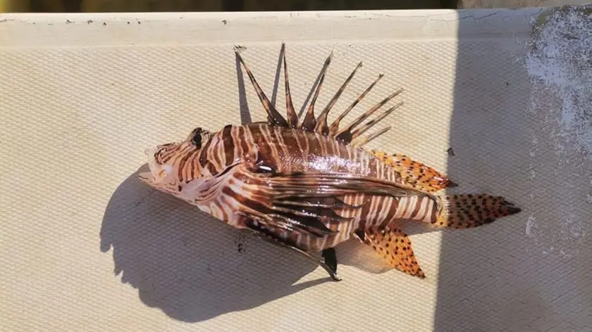 Un pesce scorpione