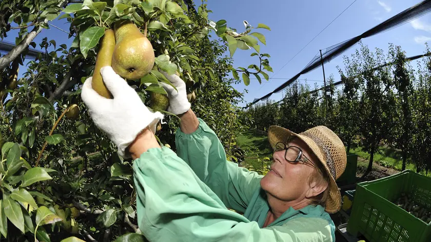 Abate Pear