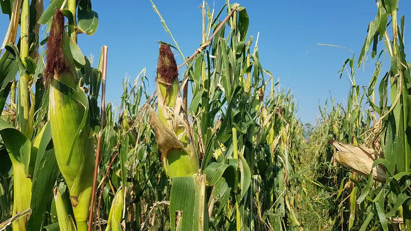 Mais danneggiato dalla grandine e attaccato dai funghi