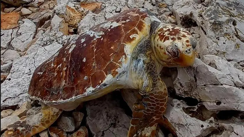Una delle caretta caretta ritrovate morte (foto Slobodna Dalmacija)