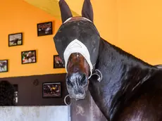 Varenne il cavallo che ha vinto di più nella storia del trotto mondiale
