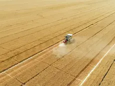 10/06/2017 Raccolta, mietitura del grano