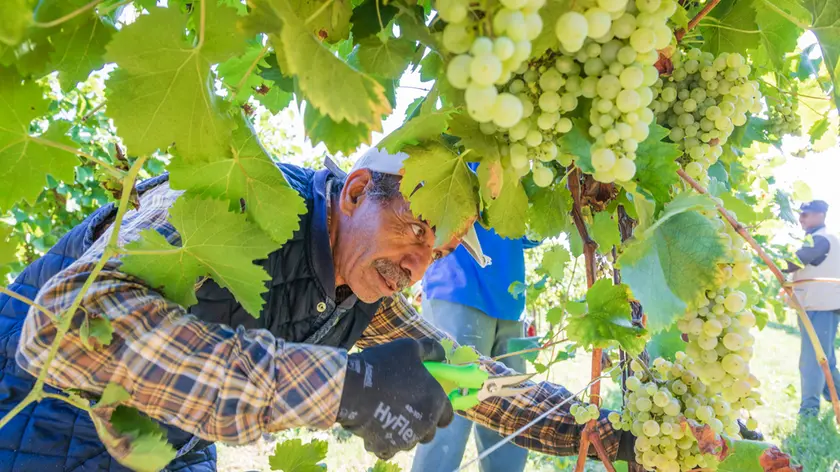 De Polo Susegana Vendemmia all'Astoria