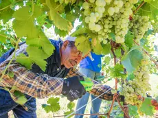 De Polo Susegana Vendemmia all'Astoria