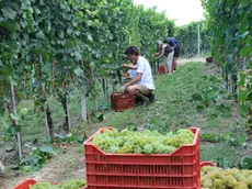 Sono iniziate le vendemmie in tutta l’area del Collio