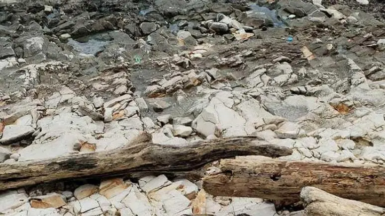 Uno degli esemplari ritrovati morti sulla costa dell’Isola Lunga
