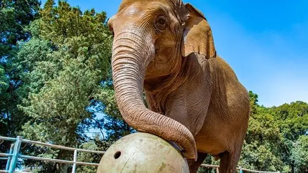 Una suggestiva foto dell’elefantessa Lanka, star del Parco nazionale di Brioni