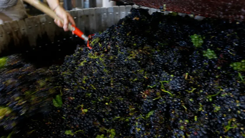 17/09/2019 nella regione dello Champagne è cominciata la vendemmia. La quantità di uva sarà di minore quantità rispetto all'anno passato a causa del clima particolarmente caldo, proprio a causa di questo però, si stima che la qualità del vino sarà ottima.