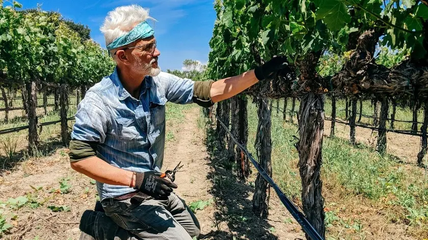 Il friulano Marco Simonit durante la potatura di una vigna