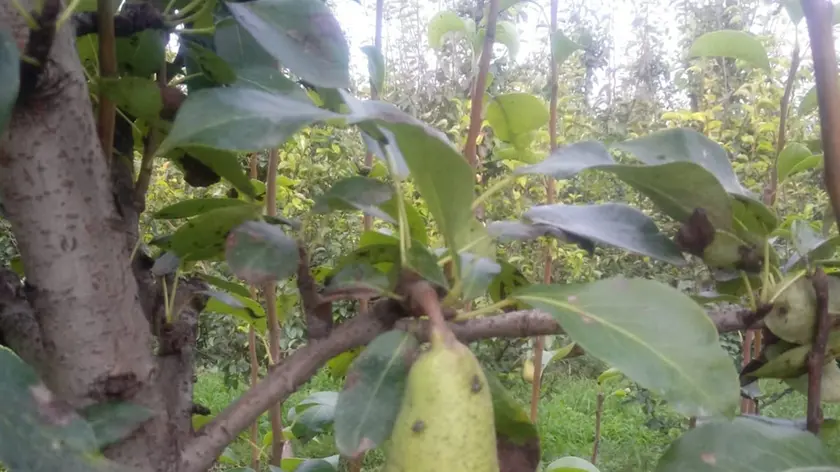 Un frutteto attaccato dalla cimice