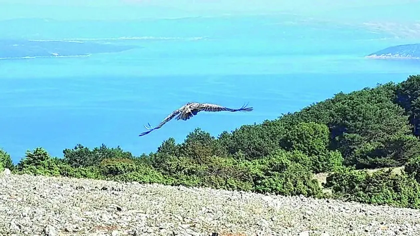 Un grifone vola sopra l’isola di Cherso, premiata da quella che viene considerata come una sorta di Olimpiade del turismo responsabile