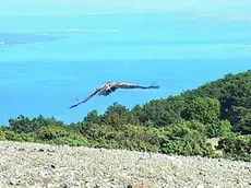 Un grifone vola sopra l’isola di Cherso, premiata da quella che viene considerata come una sorta di Olimpiade del turismo responsabile