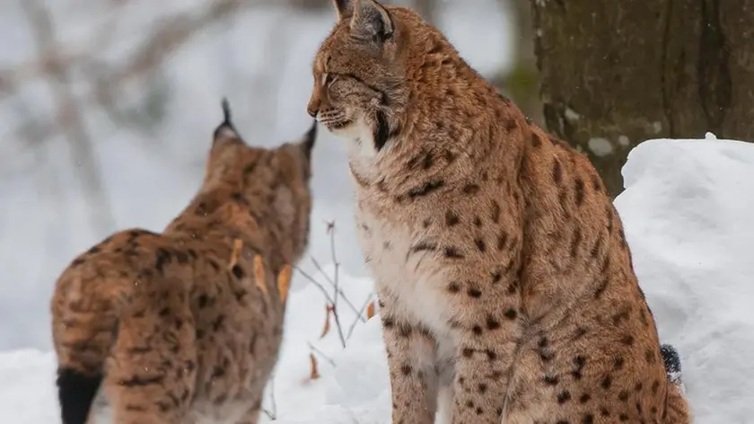 Due esemplari di lince Foto da lifelynx.eu