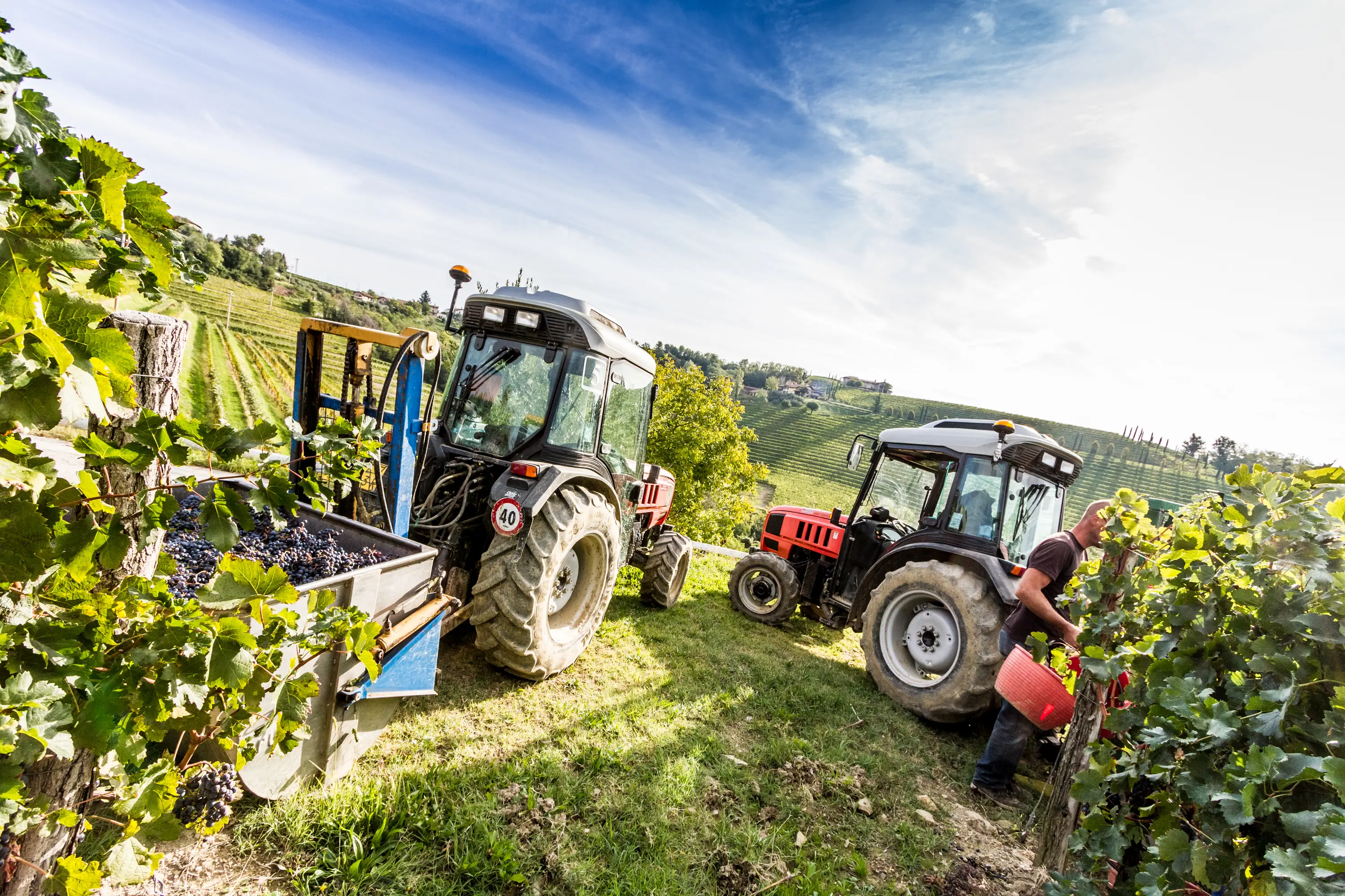 Vendemmia all'azienda Livon nei vigneti di Ruttars (Dolegna del Collio) © Matteo Favi Immagini