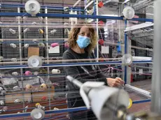 28/04/2020 Montemurlo, emergenza coronavirus, riparte il settore tessile. Nella foto operai a lavoro nel lanificio Fortex