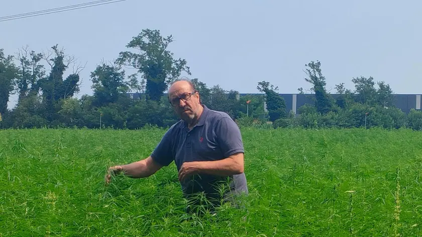 Loris Mestroni nel suo campo di canapa