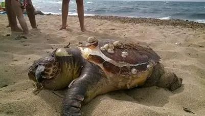 Un esemplare di tartaruga caretta caretta in spiaggia