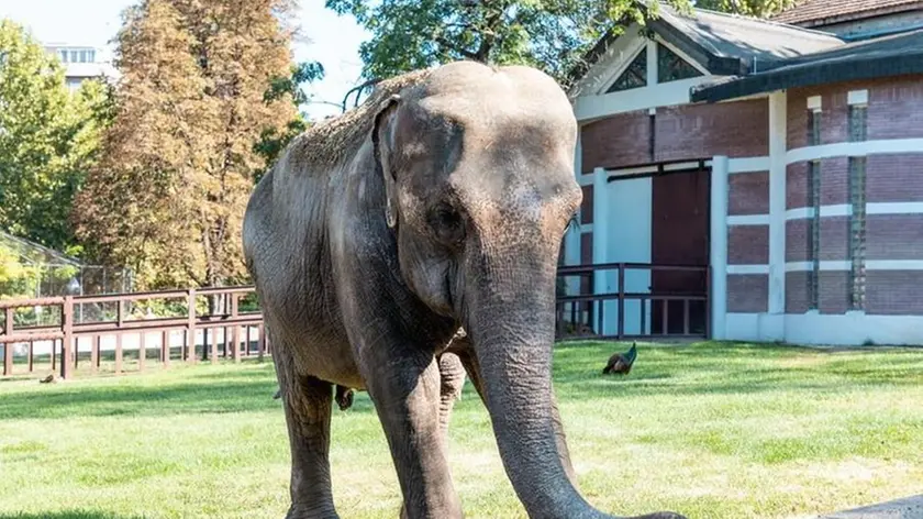 Uno degli storici abitanti dello zoo