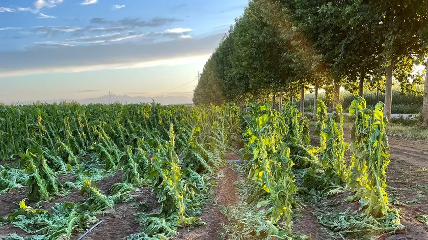 Piante di tabacco danneggiate dal maltempo