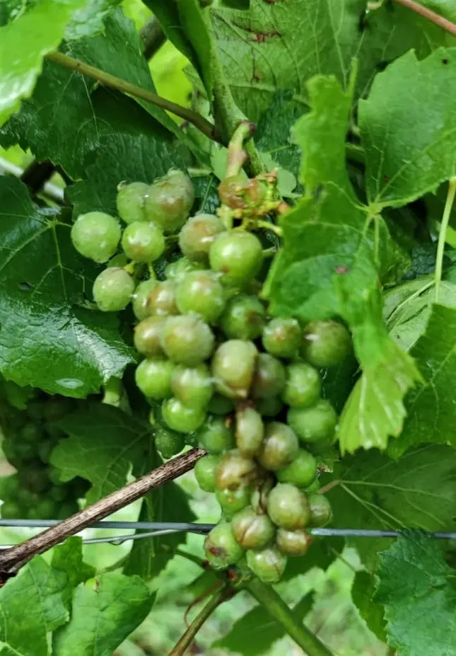 Grappolo d'uva rovinato dalla grandine