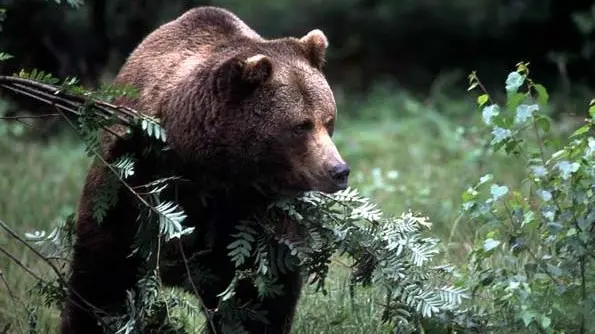 Un orso nei boschi della Croazia, nell’entroterra della Dalmazia