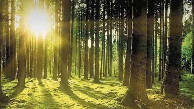 Un bosco in Slovenia