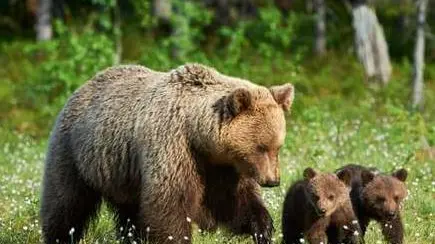 Un'orsa con i suoi cuccioli ha nuotato dalla terraferma fino all’isola di Veglia