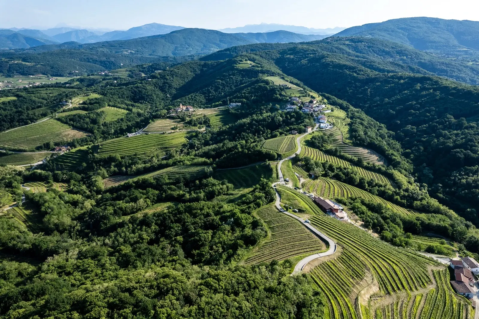 Vigneti di Tenuta Stella