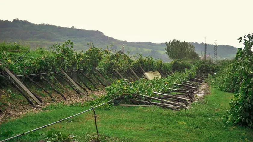 Vigneti distrutti dalla tromba d'aria che ha colpito anche le campagne vicino Montecchia di Crosara , Verona 29 agosto 2020. Ansa Filippo Venezia