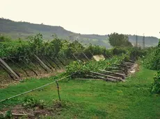 Vigneti distrutti dalla tromba d'aria che ha colpito anche le campagne vicino Montecchia di Crosara , Verona 29 agosto 2020. Ansa Filippo Venezia