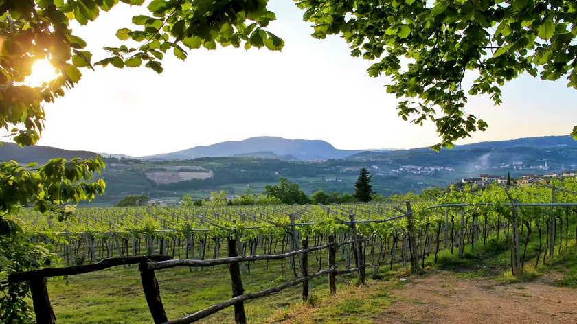 Sunset, vineyards, Negrar, Valpolicella, Italy