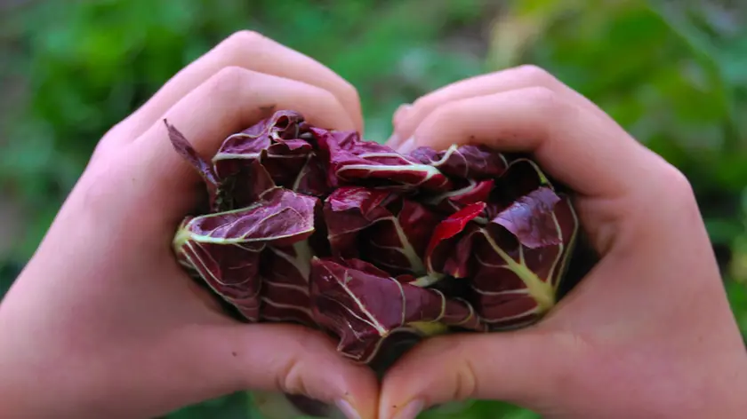 Rosy Greggio per il concorso "Dal campo alla tavola": cuore di radicchio