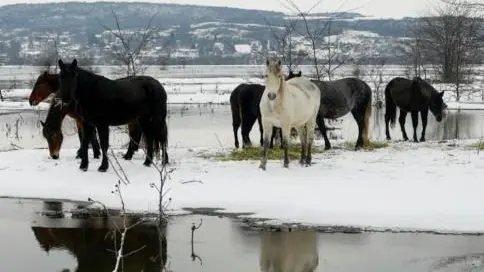 Gli animali bloccati sull’isola e le operazioni per portarli in salvo