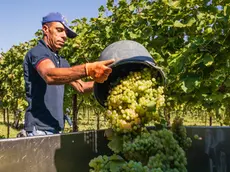 De Polo Susegana Vendemmia all'Astoria