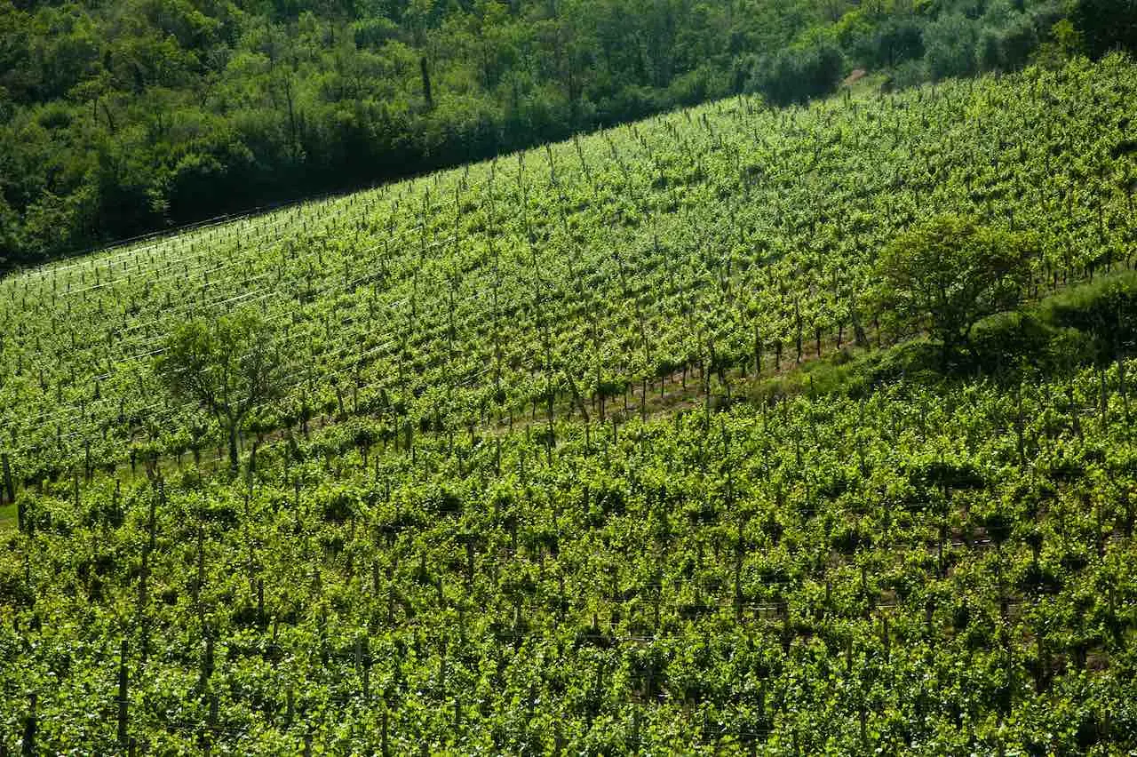 Vigne del Prosecco