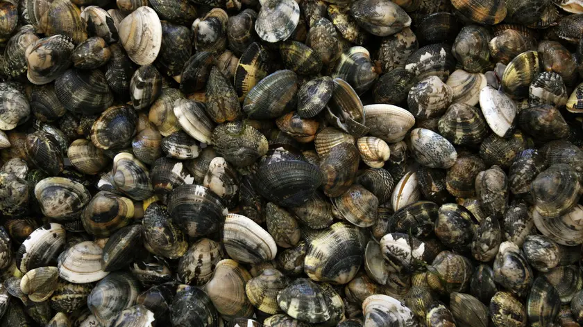 19/05/06 VONGOLE .