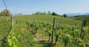 Azienda agricola Meroi, vigneti