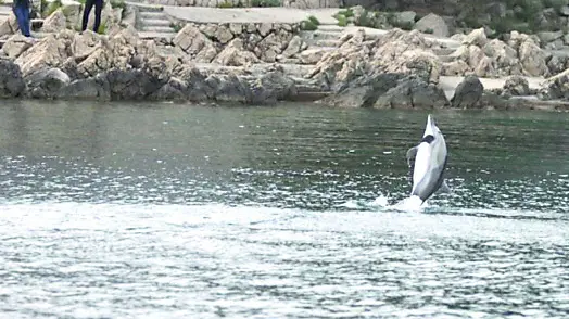 Un delfino della colonia lussignana. Foto Plavi Svijet