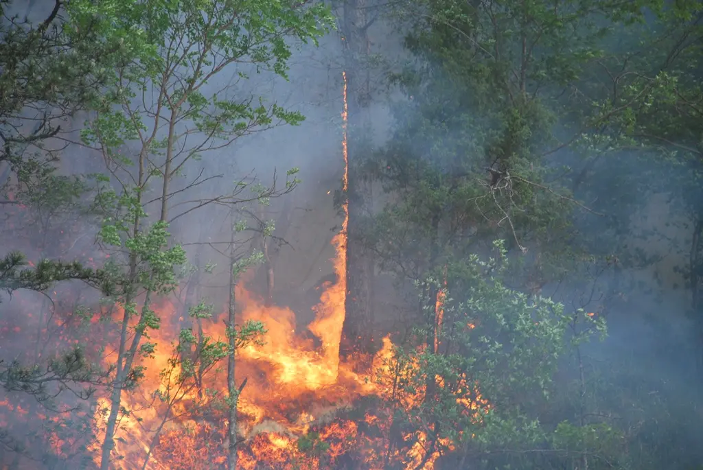 Una foto d'archivio di un incendio boschivo