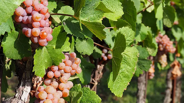 Uva di Pinot grigio
